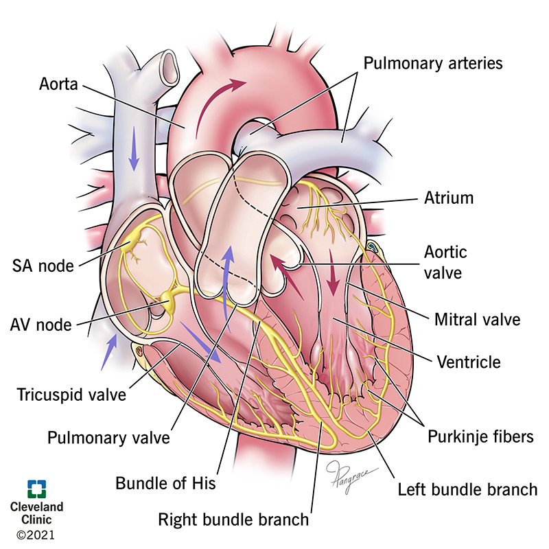 Illustration of the electrical system of the heart.