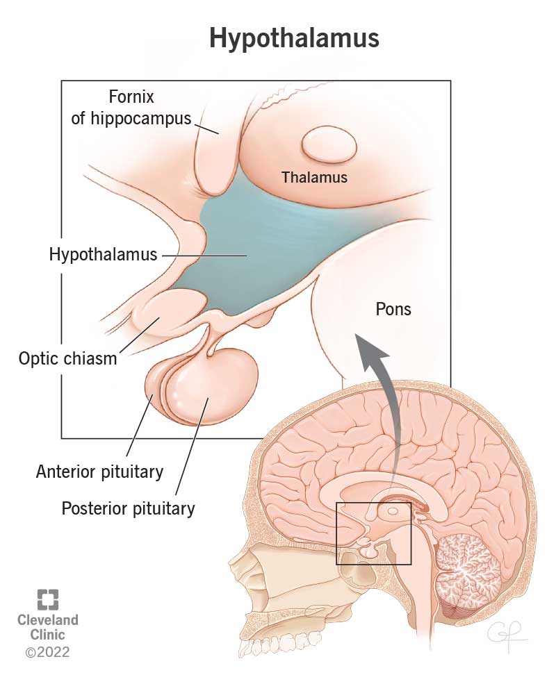 The hypothalamus is deep within your brain and is about the size of an almond.