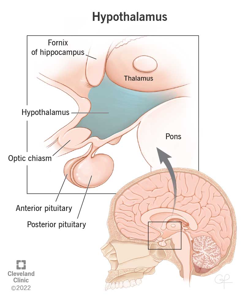 brain diagram thalamus