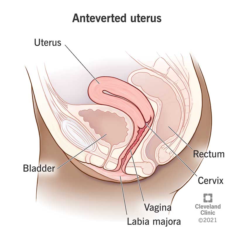 Shape and position of an anteverted uterus in relation to the rectum, cervix and vagina.
