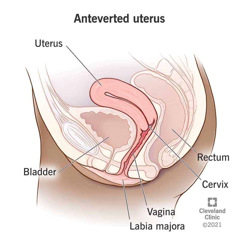 uterus and bladder