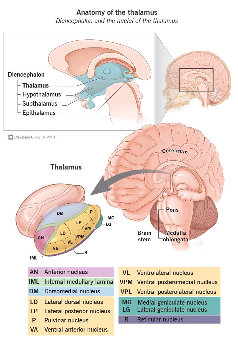 Your thalamus is an egg-shaped structure in the middle of your brain. It has several different regions, or areas, such as the anterior nucleus, internal medullary lamina and dorsomedial nucleus.