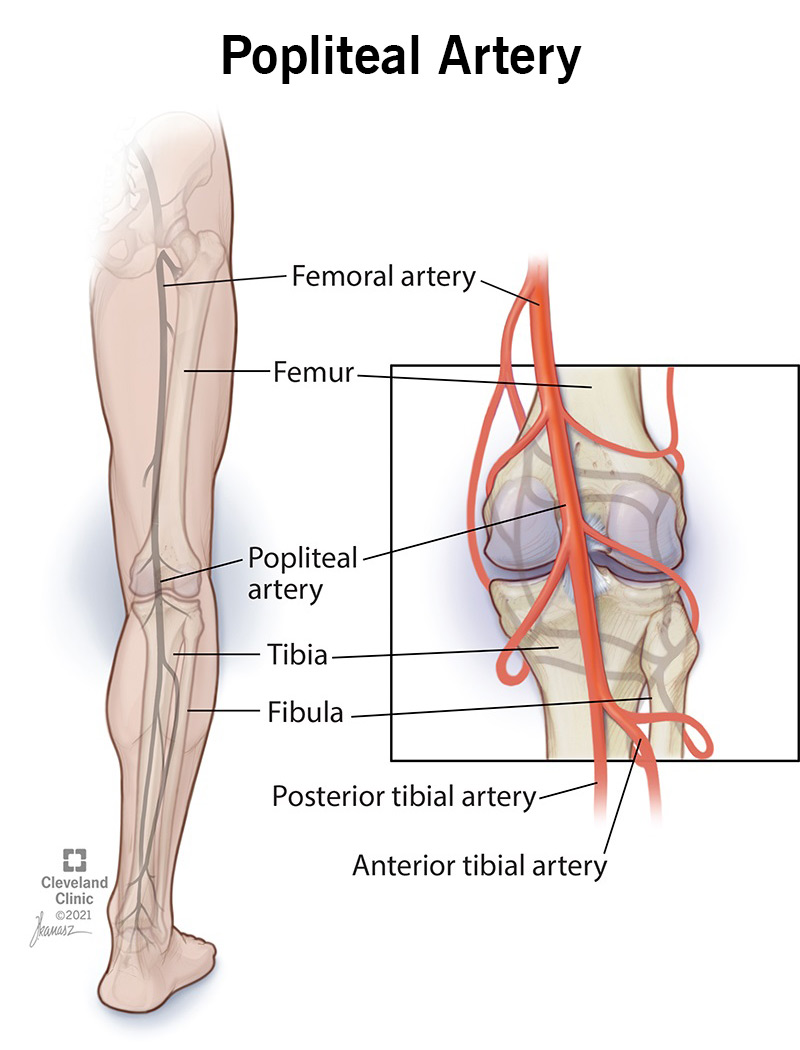 The arteries of the leg, including the popliteal artery.