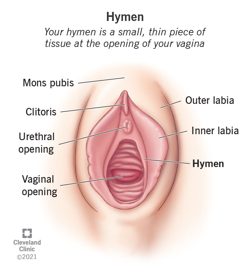 Hymen Overview Function Anatomy