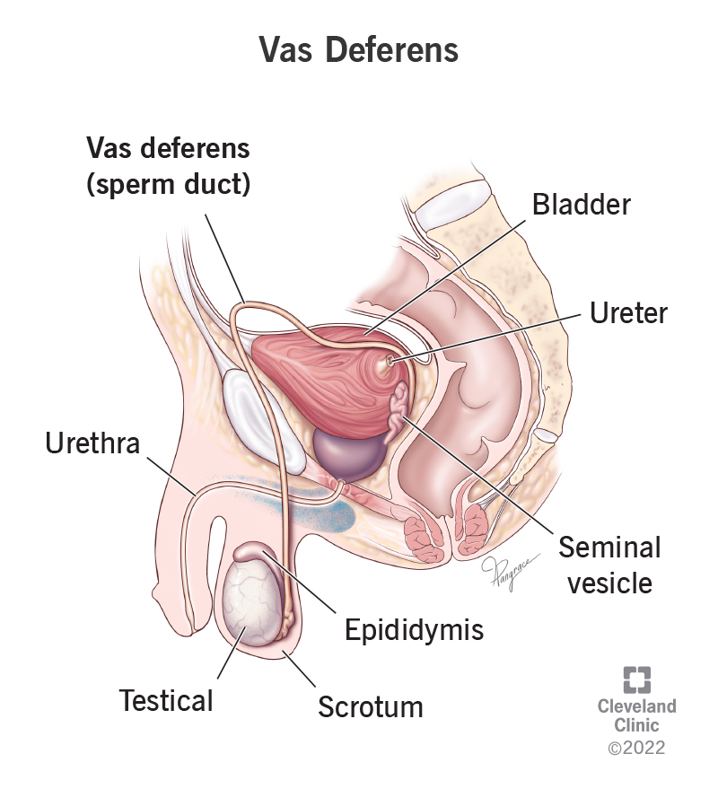 The vas deferens is part of the male reproductive system, along with the scrotum, testicle, epididymis and seminal vesicle, all located near the urethra, bladder and ureter.