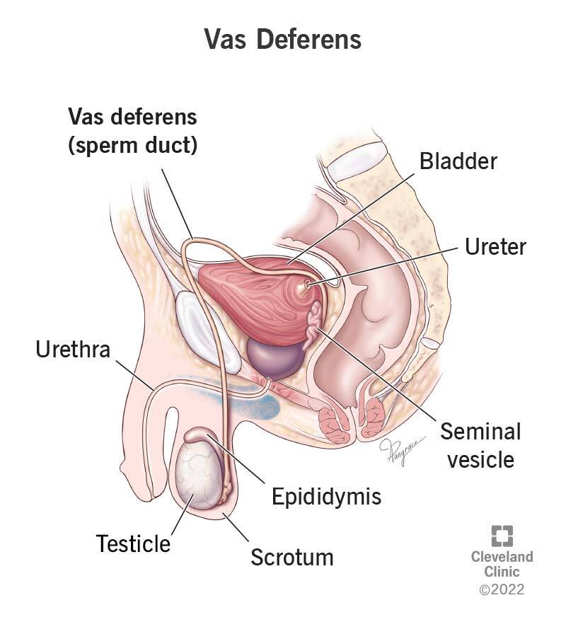 epididymis