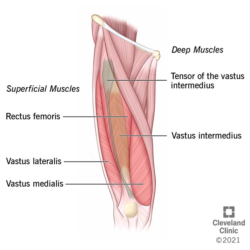 You have three superficial quad muscles and two deep quad muscles – all on the front of your thigh between your knee and hip.