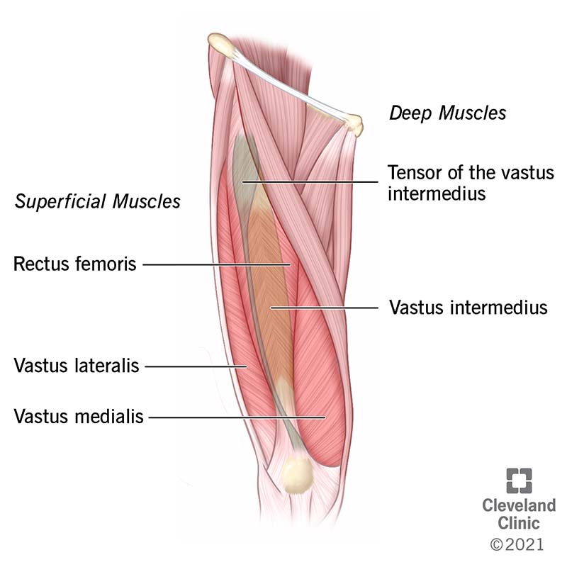 femur anatomy muscles