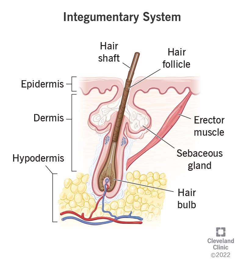 integumentary system body for kids