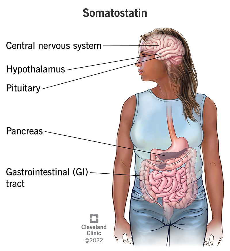 Organs Affected by Somatostatin