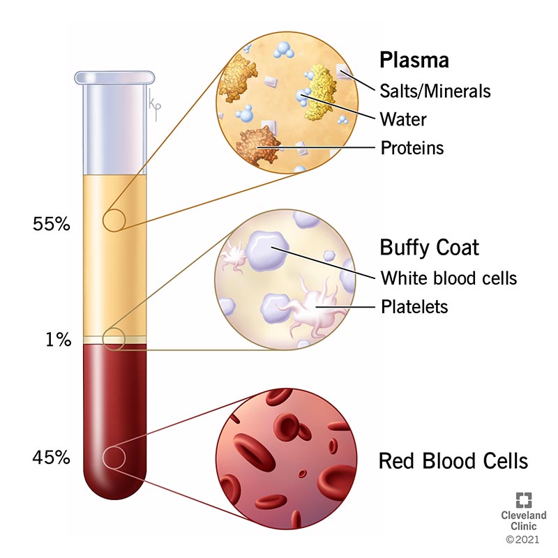 Percentage of plasma, white blood cells and red blood cells found in blood.