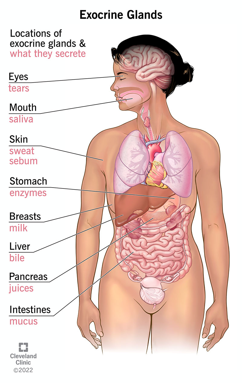 Exocrine Glands: Function, Examples & Types