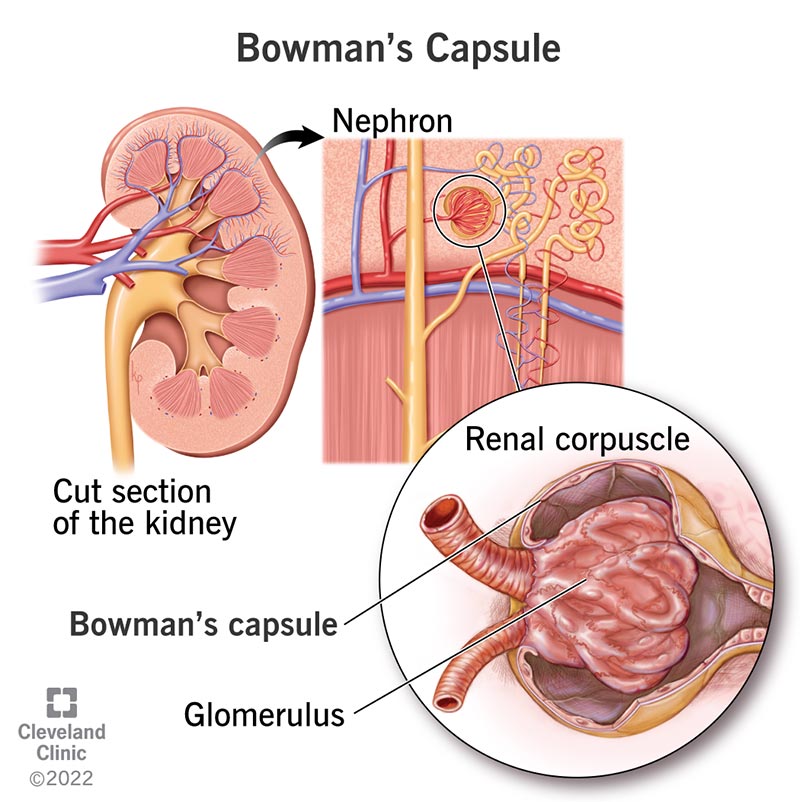 Bowman s Capsule Anatomy Function Conditions
