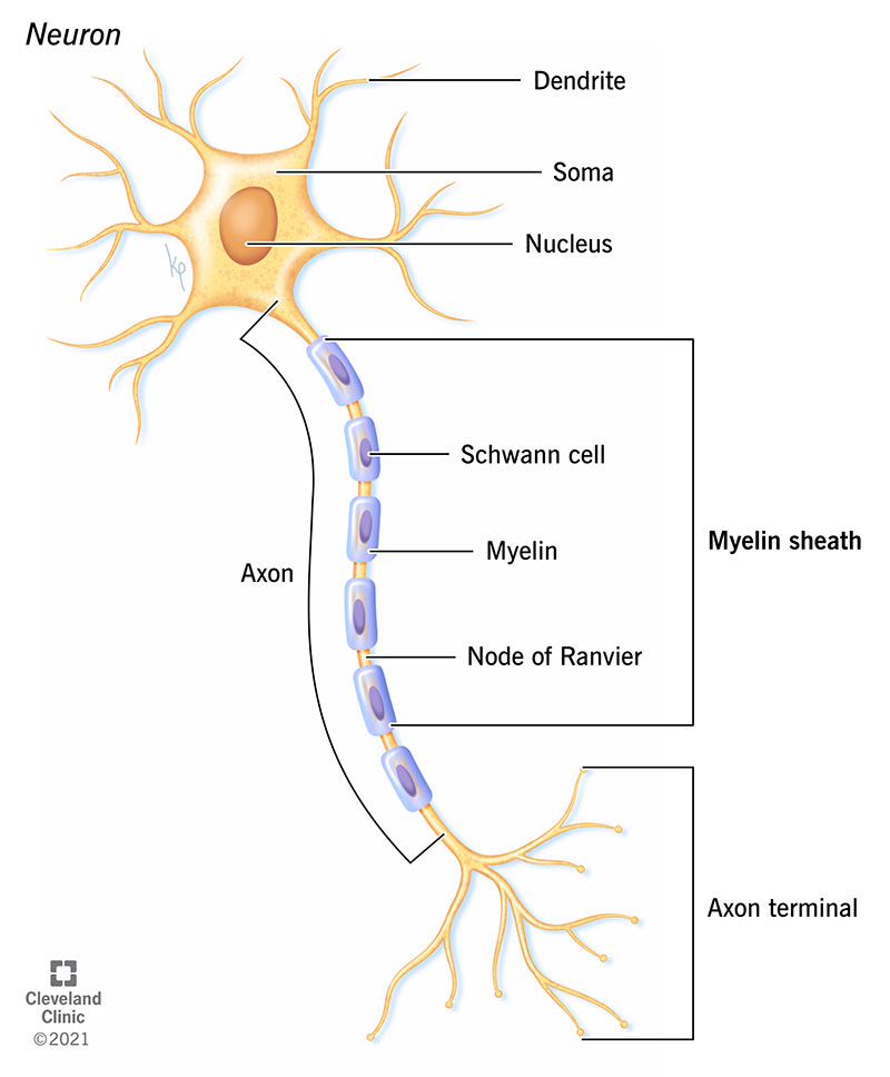 Myelin sheath structure, including the Schwann cell, myelin and node of Ranvier.