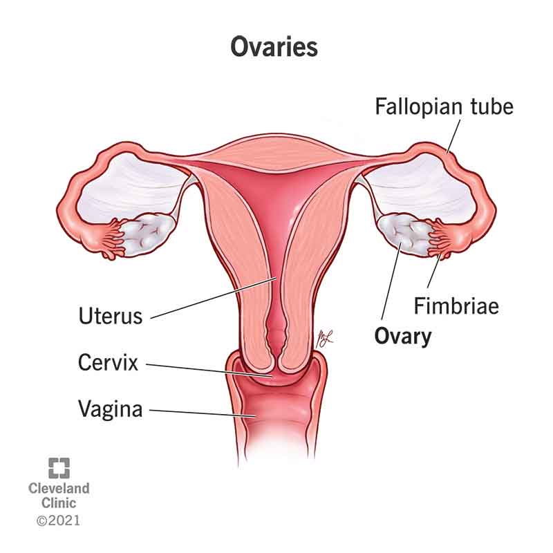 Ovary, Animal & Human