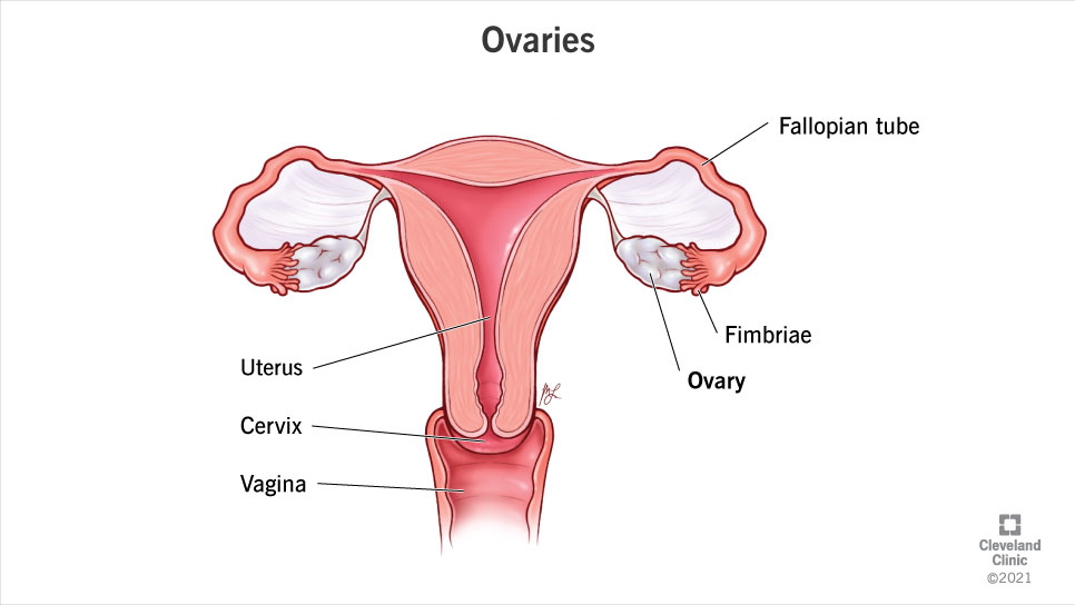 Anatomy of the uterus, vagina, cervix and ovaries, with fallopian tubes and fimbriae