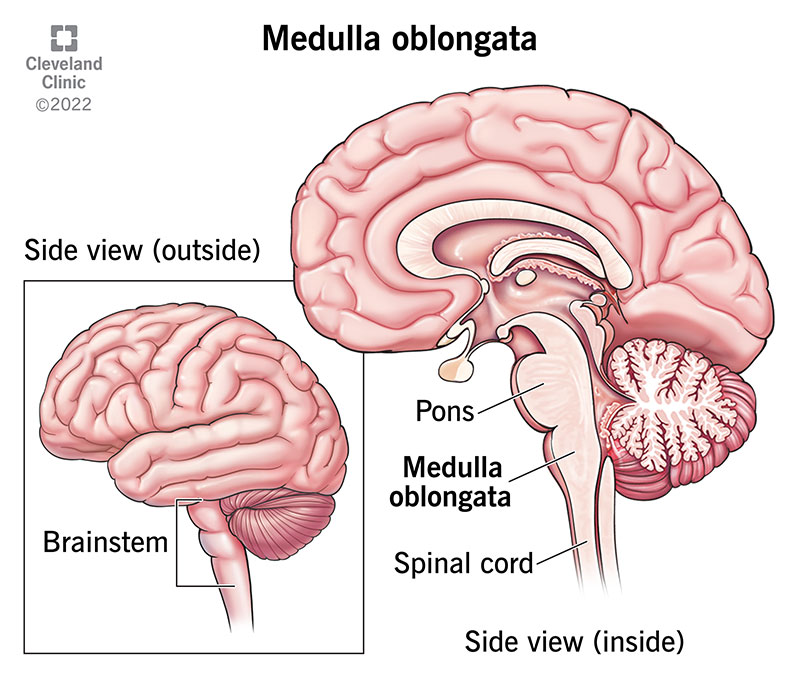 The location of the medulla oblongata is at the bottom of your brain, above where the skull meets you neck.