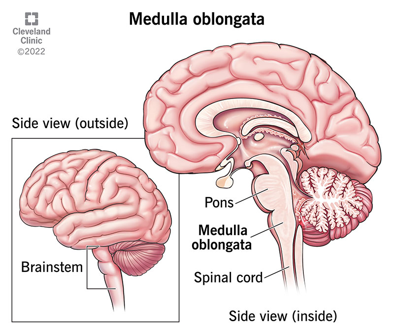 brainstem function and location