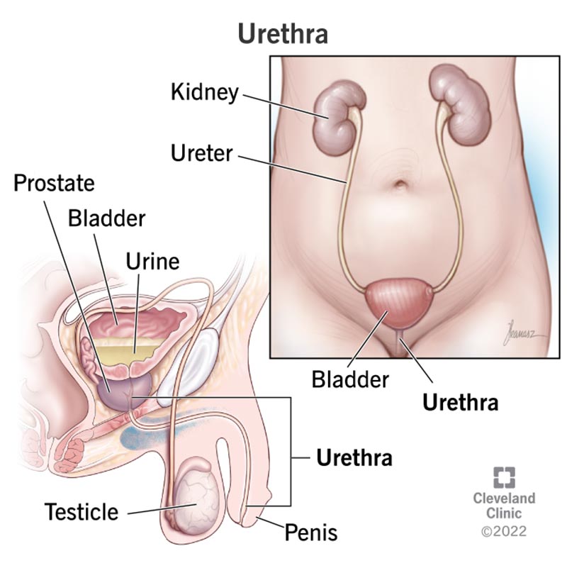 Diagrams showing the urethra in both sexes.
