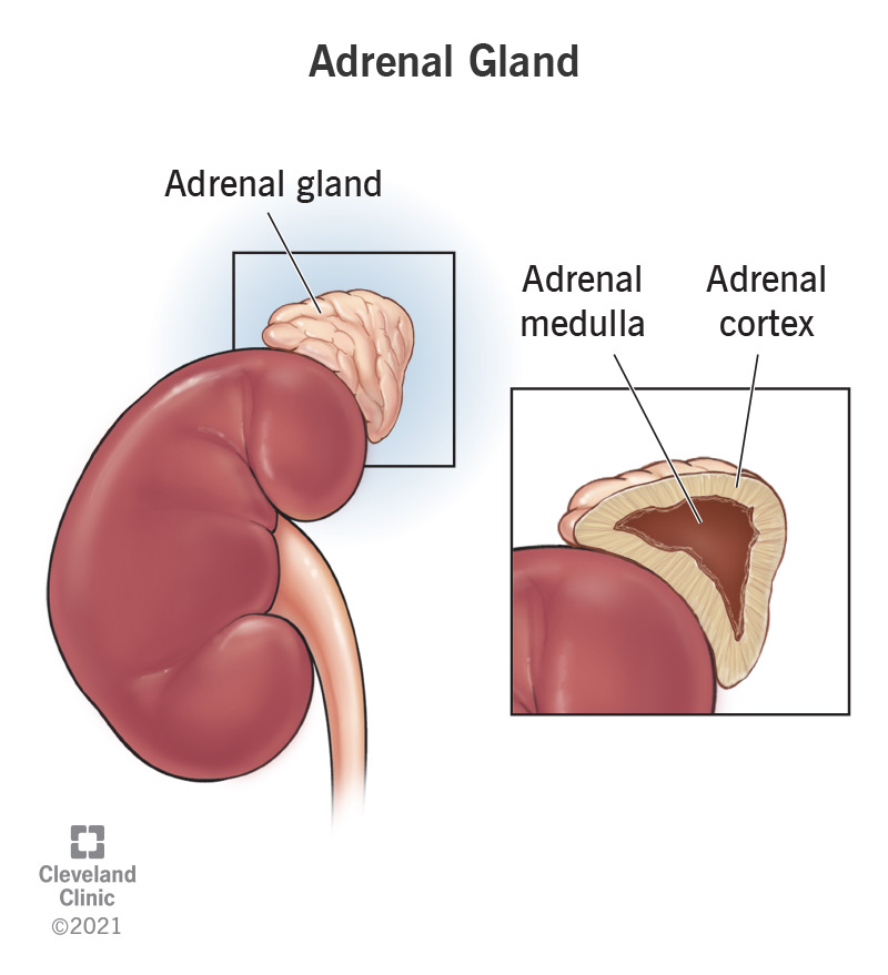 Your adrenal glands are small endocrine glands that are located on top of each kidney. They release certain hormones.