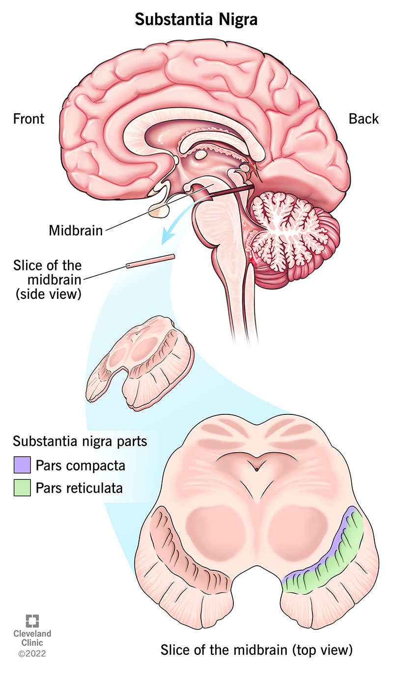 The brain has a substantia nigra on each side. These structures are so named because they’re darker than surrounding tissue.