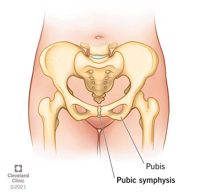 Pubic symphysis joint on skeletal pelvis.