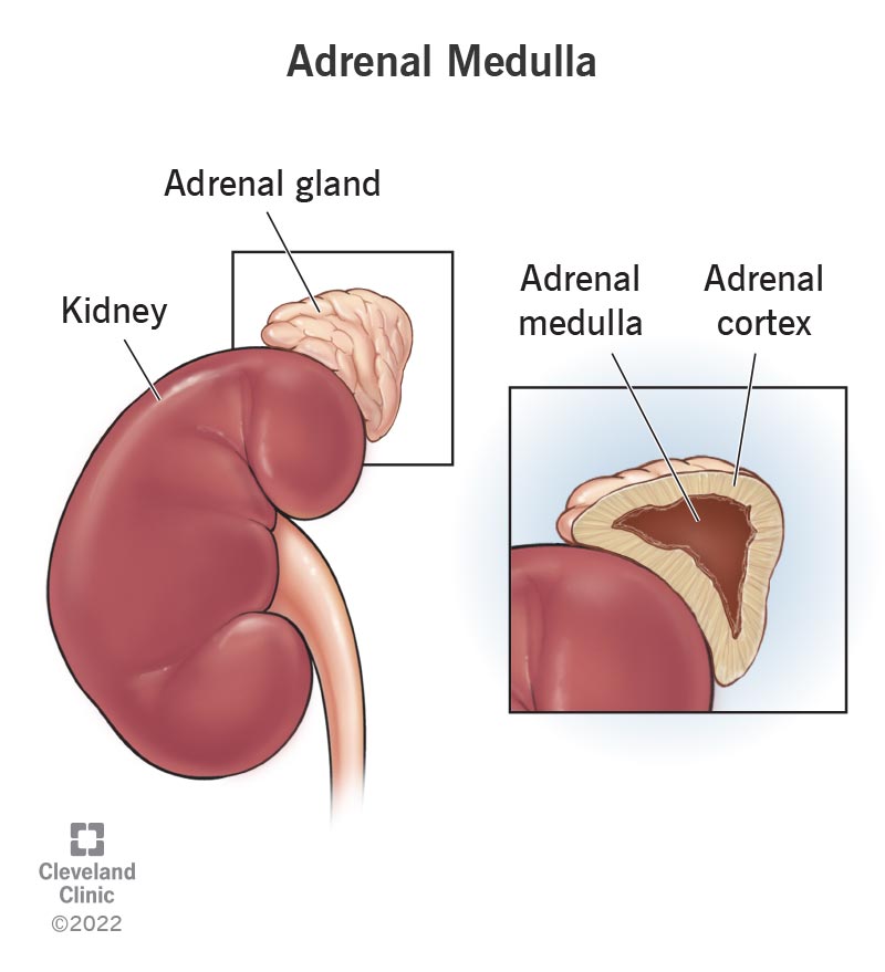 The adrenal medulla is the inner part of your adrenal gland.
