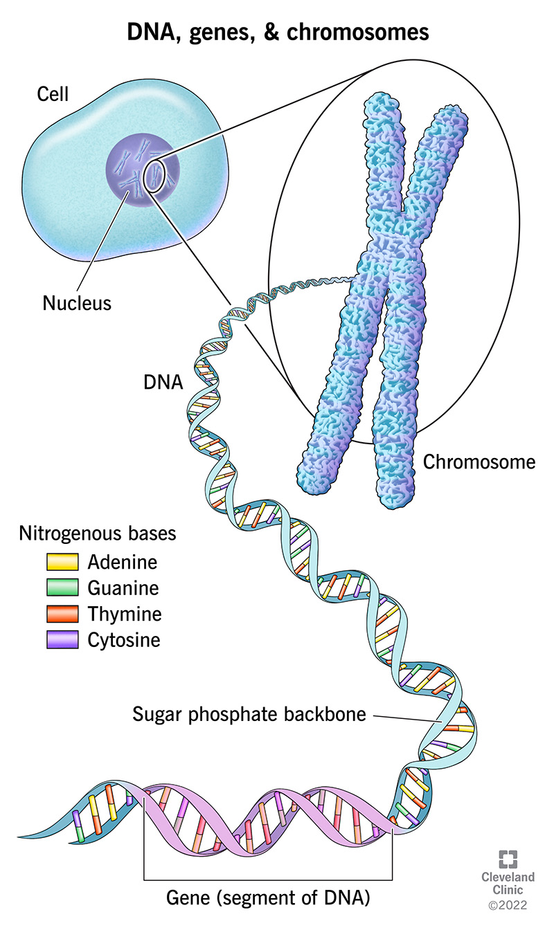 Deoxyribonucleic acid (DNA) is in every cell in your body. DNA looks like a spiral staircase (double helix). The rungs of the stairs are DNA base pairs, made up of adenine, cytosine, thymine and guanine. The rails of the spiral staircase are sugar and phosphate molecules. DNA makes up our thread-like chromosomes that are found in the cell nucleus. Genes are chunks of DNA that make up who you are, uniquely. 