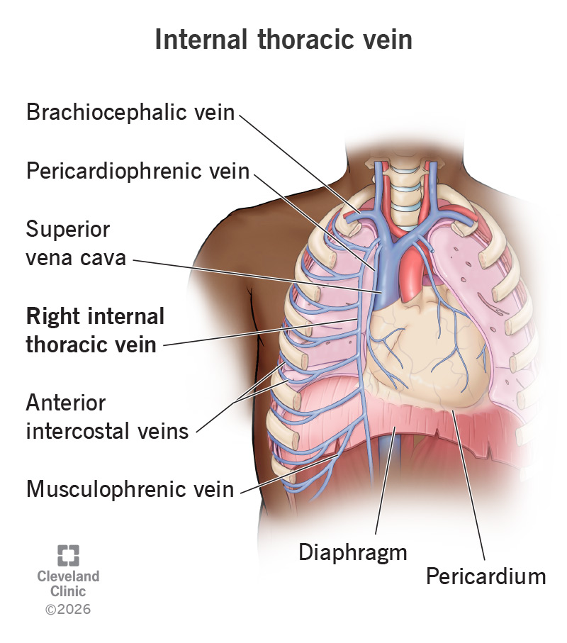 Anatomy of the internal thoracic vein, which runs from the brachiocephalic vein in the upper chest down to the diaphragm