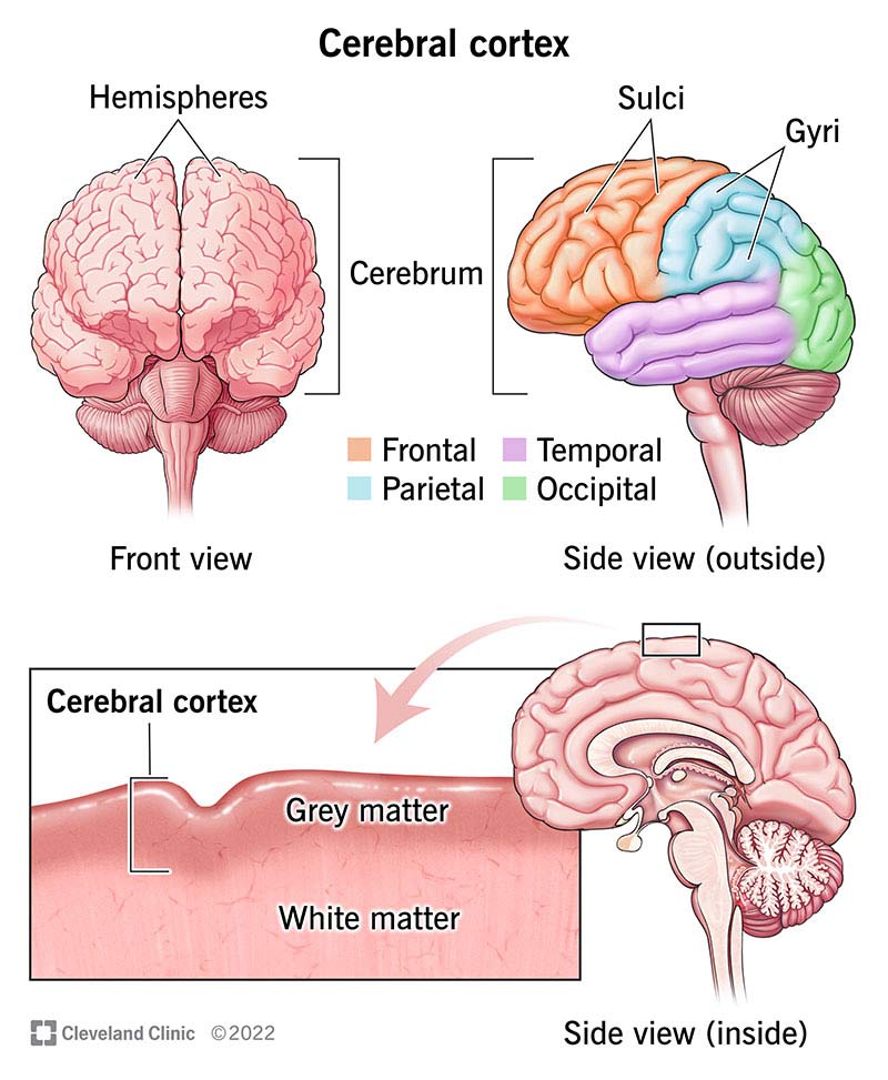 parietal lobe and its body parts