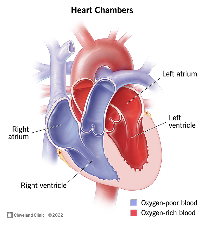 Illustration of the four heart chambers. The right chambers contain oxygen-poor blood, and the left chambers contain oxygen-rich blood.