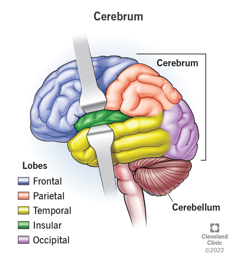 The cerebrum makes up most of your brain and includes the frontal, parietal, temporal, insular and occipital lobes.