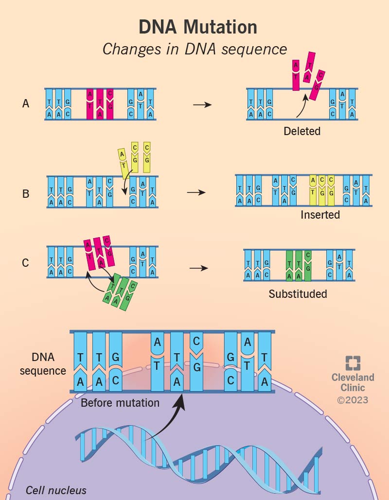 A DNA sequence before a genetic mutation and three variations of the same DNA with mutations..