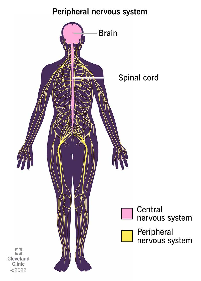 The peripheral nervous system branches outward from the spinal cord and brain to reach every part of your body.