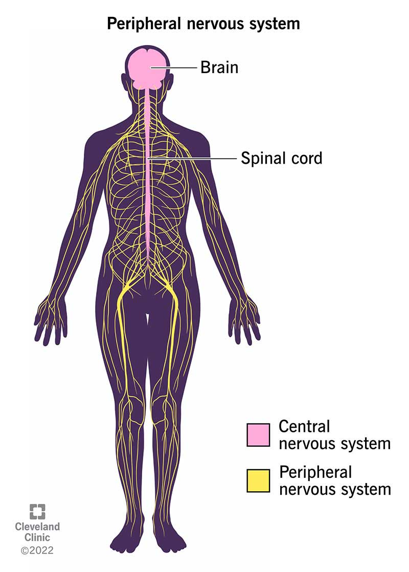 peripheral nervous system diagram