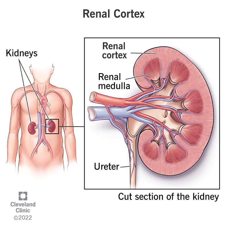 You have two kidneys; each kidney has a renal cortex (outer layer) and renal medulla (inner layer).