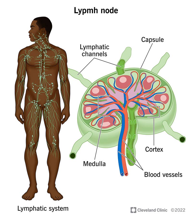 Lymph nodes filter lymphatic fluid and move it through your lymphatic system.
