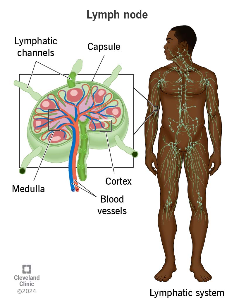 What size is a normal groin lymph node?