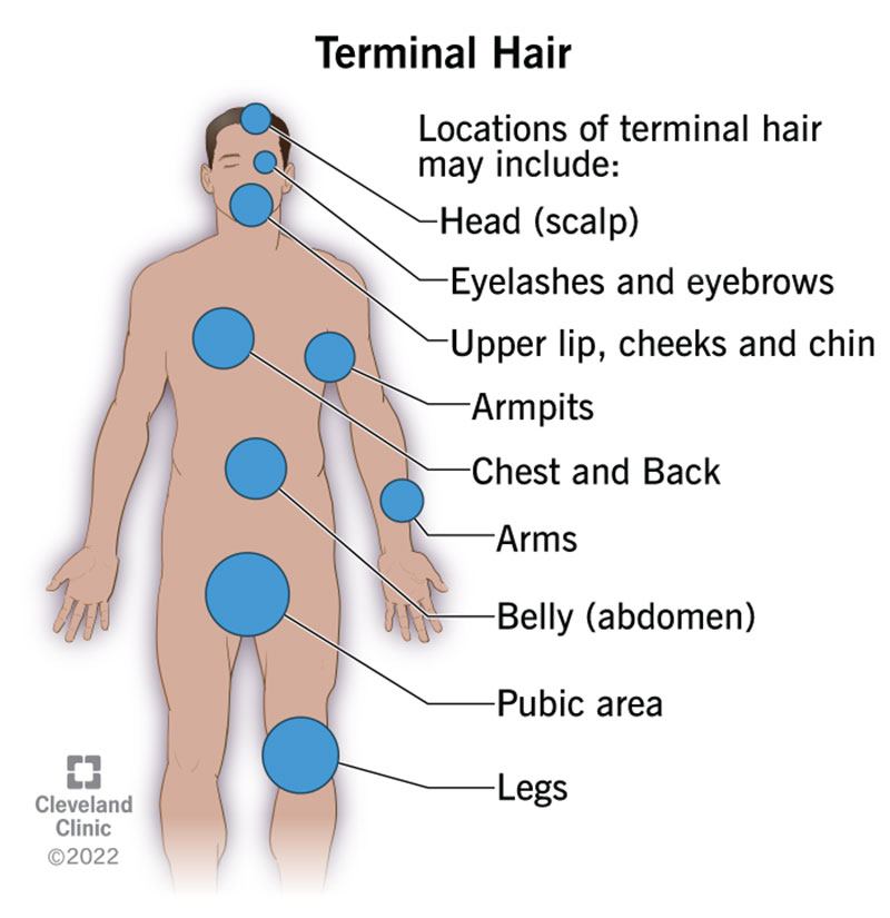 Terminal Hair Function Examples