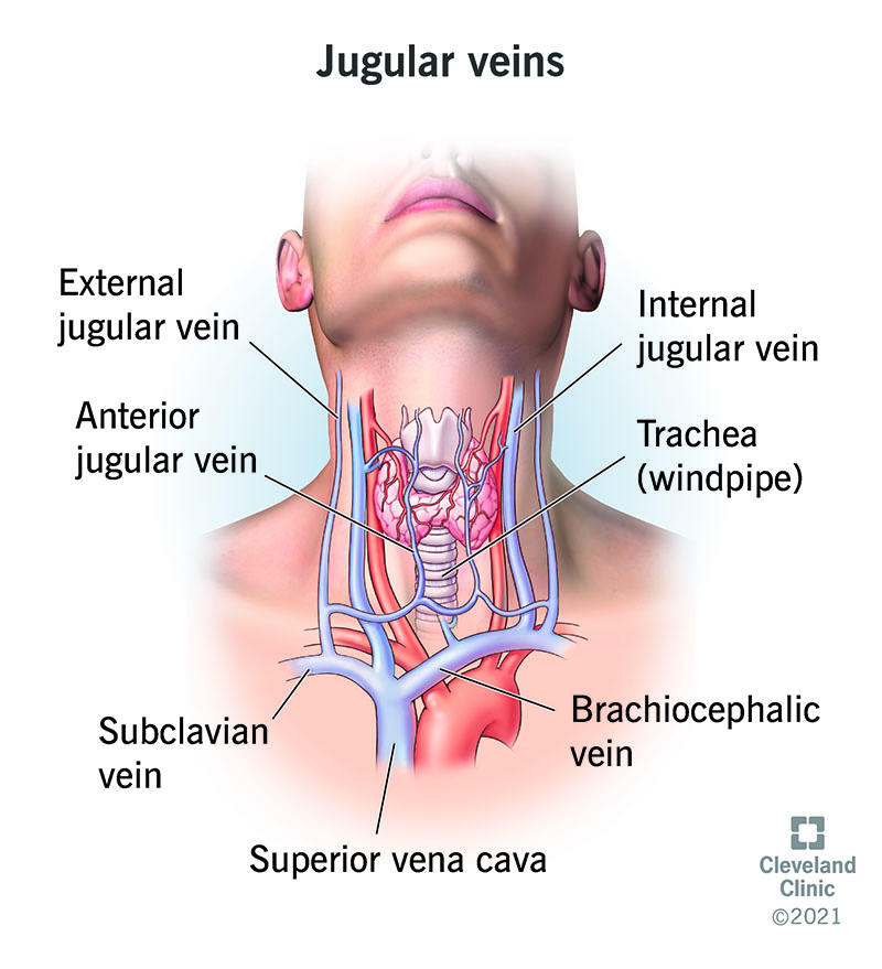Anatomy of jugular veins.