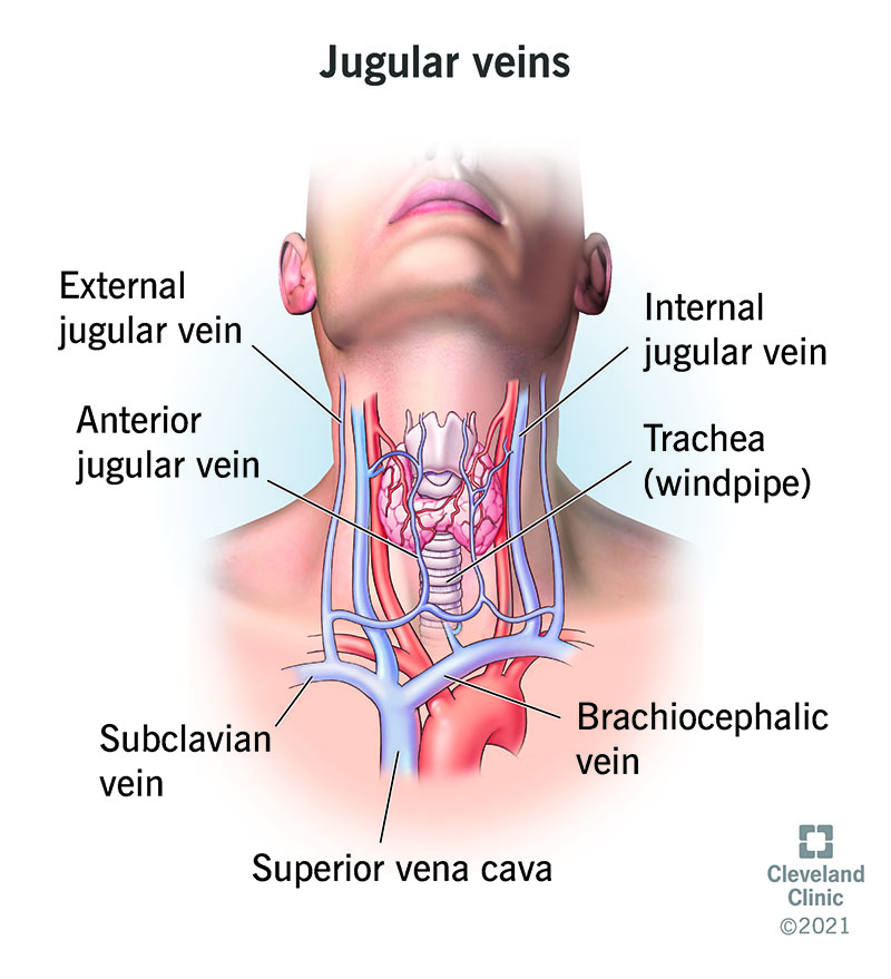 Jugular Veins Anatomy And Function