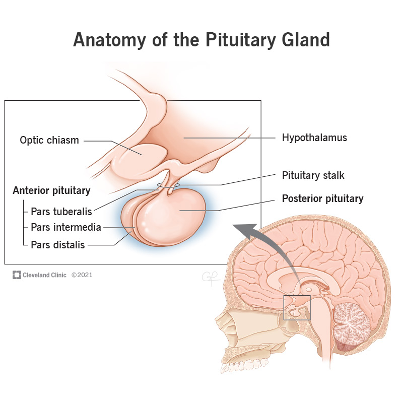 Pituitary Gland Diagram