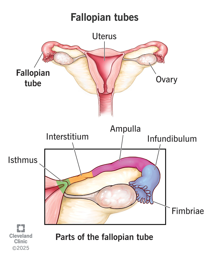 how to set vibrate when silent on iphone Vaginal Wetness: Types, Causes, and What is Arousal Fluid