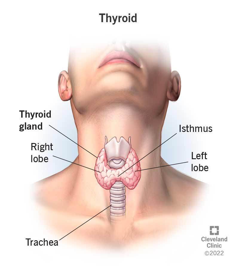 Human anatomy of the thyroid gland.