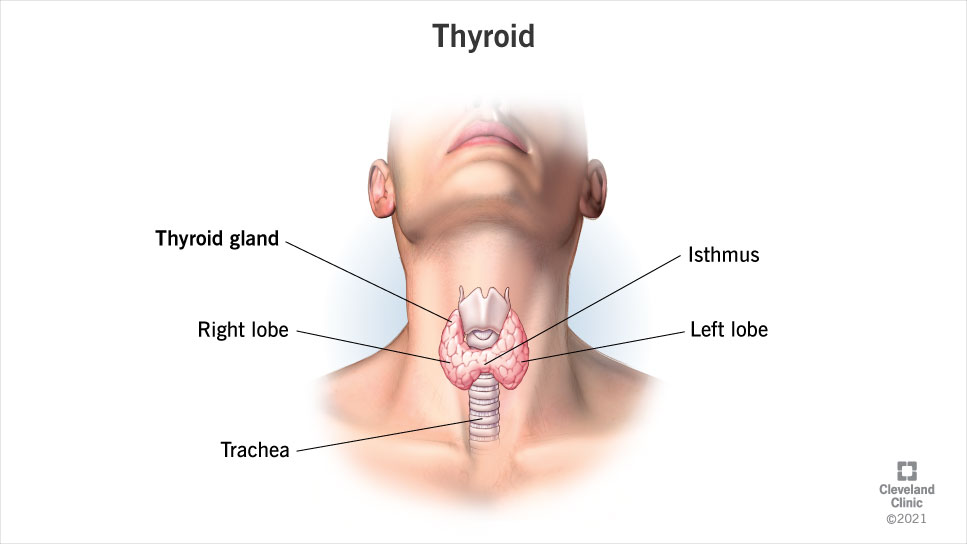 Human anatomy of the thyroid gland.