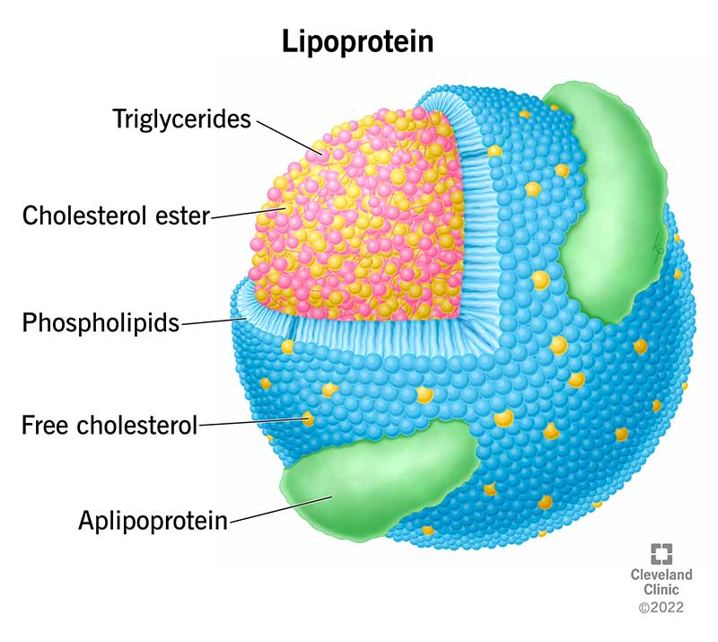 Illustration showing the particles that make up a lipoprotein. These include proteins and fats.