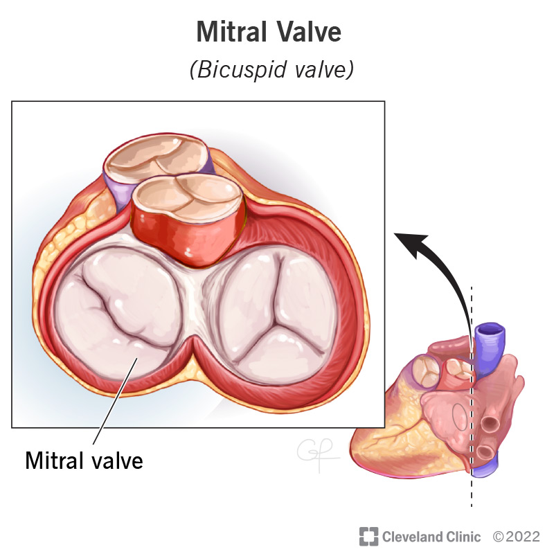 Preferential treatment disgusting leak Mitral Valve: Location, Anatomy and Function
