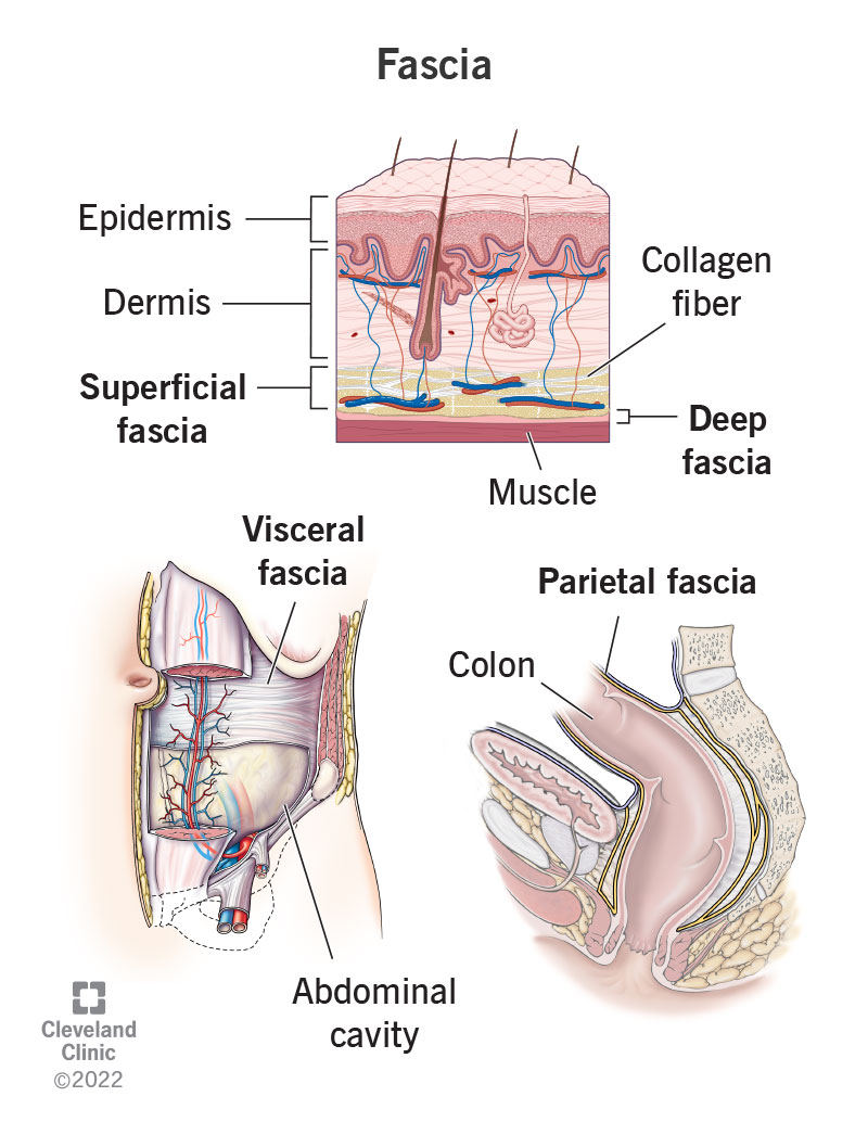 Fascia is a sheath of stringy connective tissue made mostly of collagen that supports every structure in your body.