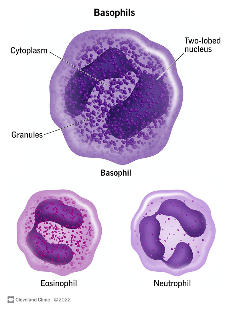 A microscopic diagram of a basophil cell compared to other white blood cells, neutrophils and eosinophils.