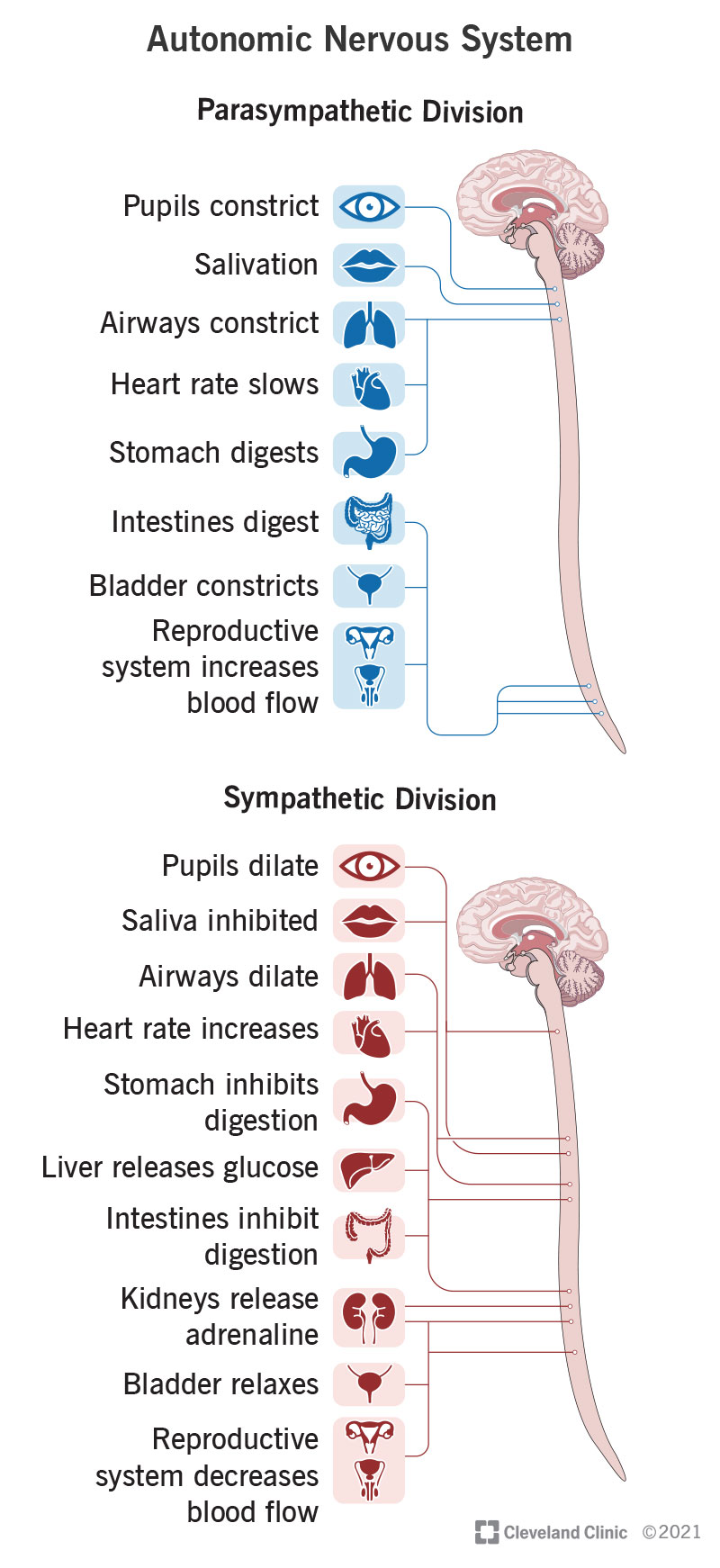 somatic nervous system autonomic nervous system